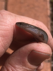 Calyptotis scutirostrum