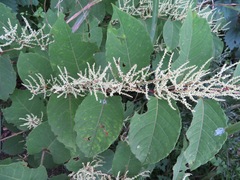 Reynoutria japonica