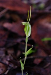 Pterostylis pyramidalis