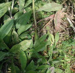 Haloragis erecta erecta