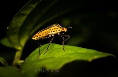 Hypselonotus linea