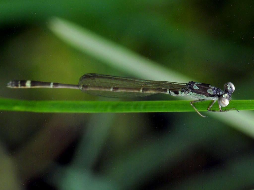 Mortonagrion