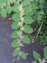 Reynoutria japonica