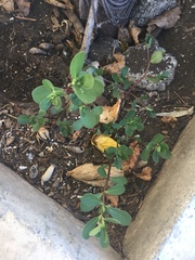 Portulaca