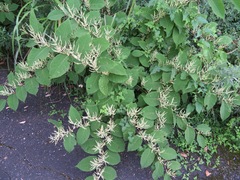 Reynoutria japonica