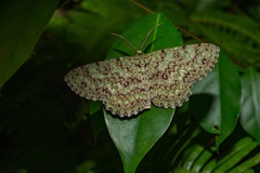 Ophthalmitis herbidaria