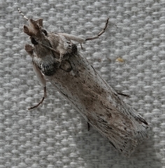 Melitara prodenialis