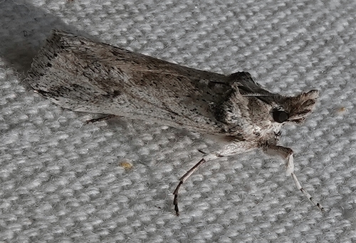 Eastern Cactus-boring Moth photo 2