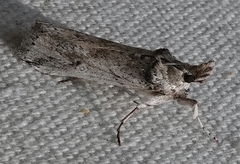 Melitara prodenialis