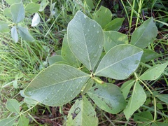 Baptisia nuttalliana
