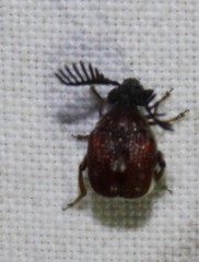 Megacerus coryphae