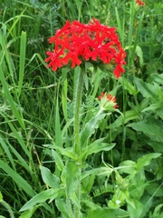 Silene chalcedonica