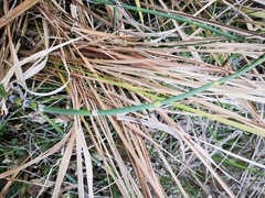 Equisetum × moorei
