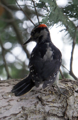 Dryobates villosus harrisi