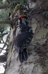 Dryobates villosus harrisi