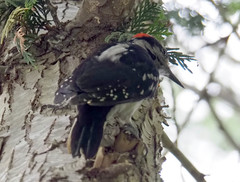 Dryobates villosus harrisi