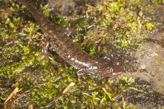Desmognathus folkertsi