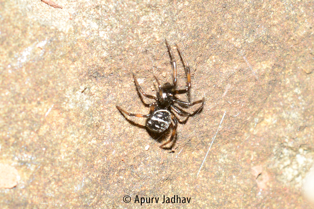 Steatoda alboclathrata