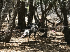 Meleagris gallopavo mexicana