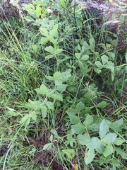 Baptisia nuttalliana