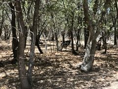 Meleagris gallopavo mexicana