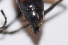 Anoplius semirufus