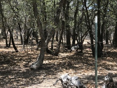 Meleagris gallopavo mexicana