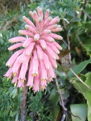 Veltheimia bracteata
