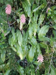 Veltheimia bracteata