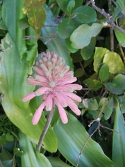Veltheimia bracteata