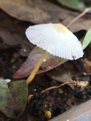Agaricales