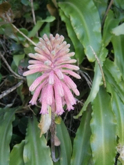 Veltheimia bracteata