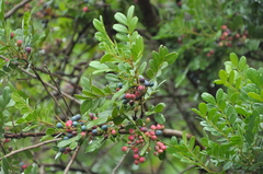 Pistacia weinmanniifolia