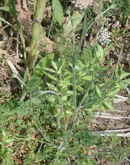 Haloragis erecta erecta