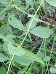 Baptisia nuttalliana