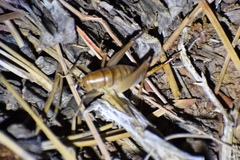 Ceuthophilus yavapai