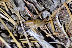 Ceuthophilus yavapai