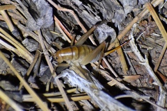 Ceuthophilus yavapai