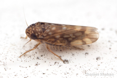 Xestocephalus superbus