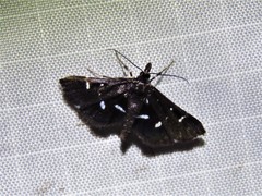 Diasemiodes nigralis