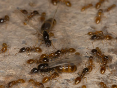 Solenopsis punctaticeps