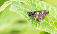 Catasticta ctemene