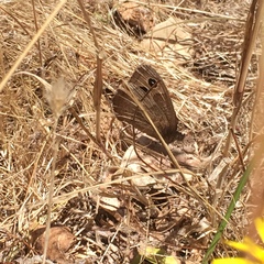 Cercyonis pegala boopis