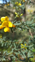 Pultenaea flexilis