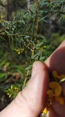 Pultenaea flexilis