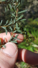 Pultenaea flexilis