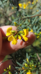Pultenaea flexilis