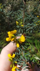 Pultenaea flexilis