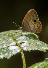 Hermeuptychia harmonia