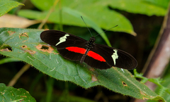 Heliconius clysonymus clysonymus